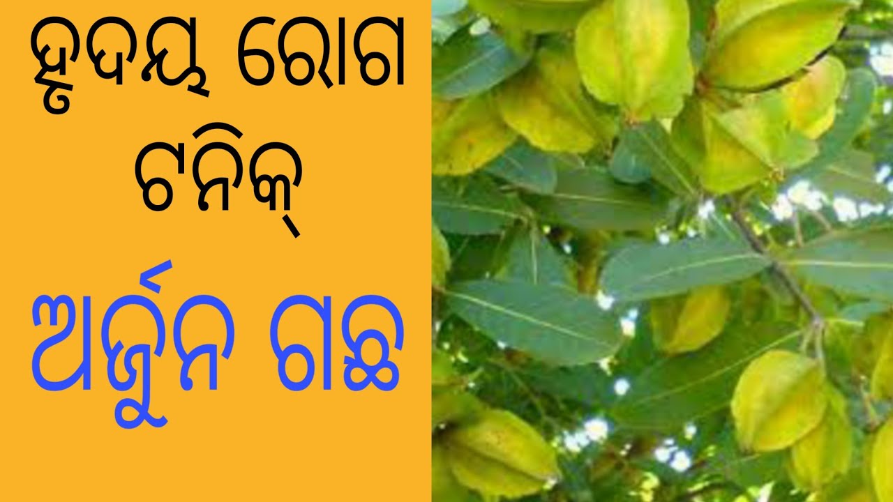 ଅର୍ଜୁନ ଗଛର ଔଷଧୀୟ ଗୁଣ। ବ୍ଲଡ ପ୍ରେସର, ମଧୁମେହ, ମୂତ୍ର ବିକାର, ଭଗ୍ନ ହାଡ଼, Arjuna tree benefits in odia,