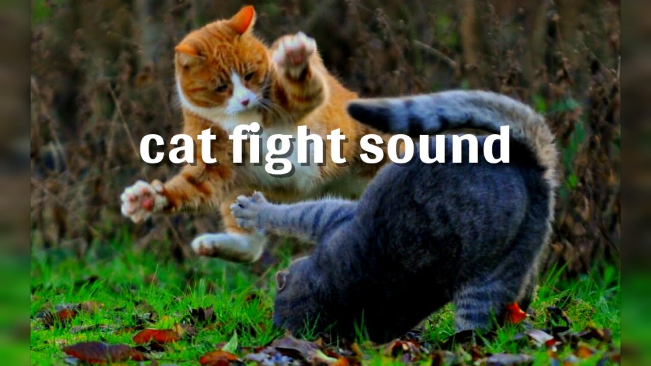 cat fight sound YouTube