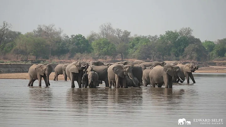 Elephants come to drink at River - Sep 2019