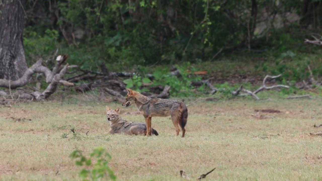 Wild Fox Sri Lanka - Yala Safari