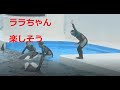 鴨川シーワールド　シャチ　グルーミングタイム、ララちゃん楽しそう。