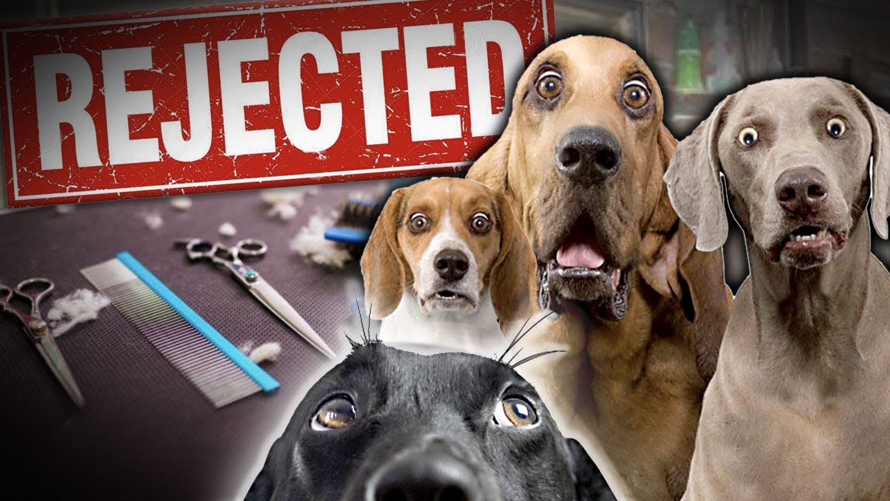 Dogs i refuse to groom and how to build a thriving client base youtube