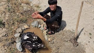 I Built a Small Water Pool in the Mountains for My Golden Eagle 🦅