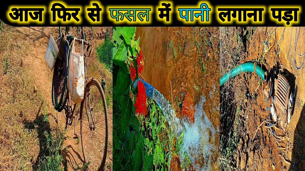 आज फिर से फसल में पानी लगाना पड़ा 