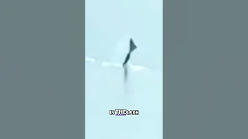 Real Mermaid Caught On Camera In Nashville 