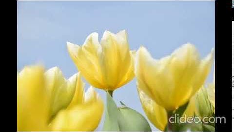 المصحف المعلم مشارى راشد ترديد اطفال جزء عم سورة القدر