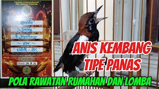 Download Lagu Anis Kembang Tipe Panas, Rawatan Harian dan Lomba MP3