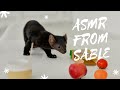 Домашний соболь Бадди мило выбирает вкусняшку ASMR by sable АСМР в исполнении Соболя