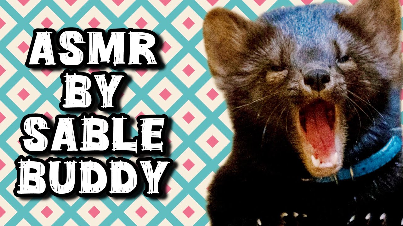 Домашний соболь Бадди мило выбирает вкусняшку ASMR by sable АСМР в исполнении Соболя