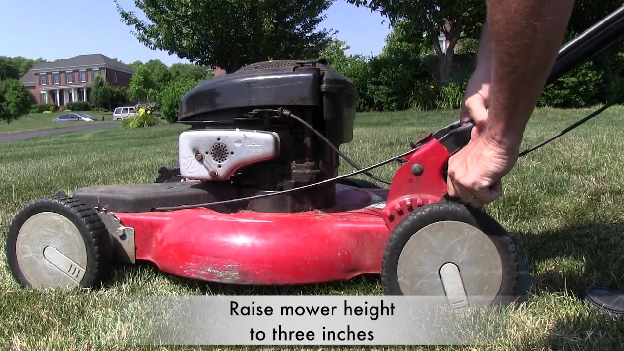 A lawn to Dye for Mowing your lawn YouTube