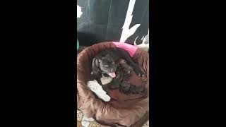 Chinaman X Gator Pups