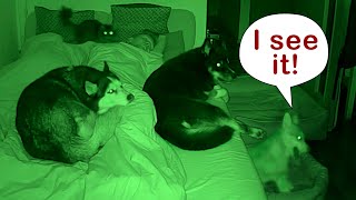 What Sleeping With Three Husky Dogs and Cats Is Like