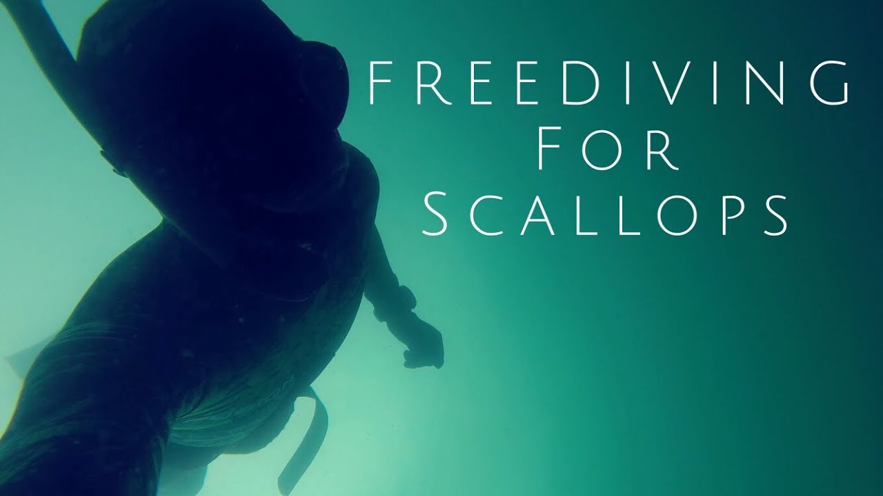 Freediving for Scallops UK