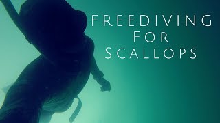 Freediving for Scallops UK