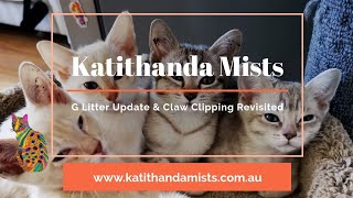 Katithanda Australian Mists  G Litter Update and Claw Clipping Revisited!