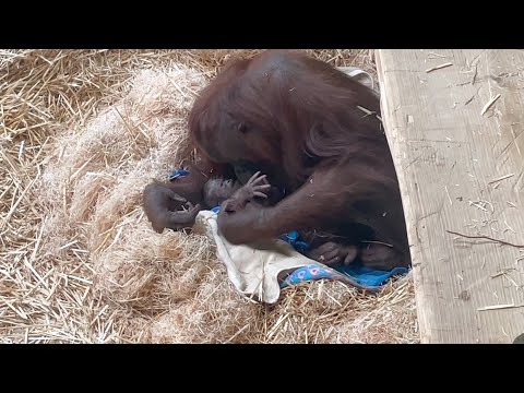 Zoo Welcomes New Bornean Orangutan Baby