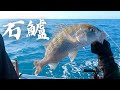 台中梧棲釣大石鱸，熟成6日做生魚片。