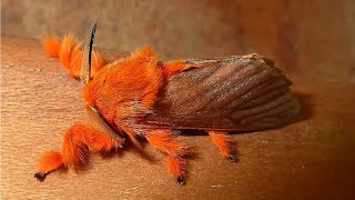 İnanılmaz Şekilde Dönüşen 5 Böcek-Metamorfoz Resimi
