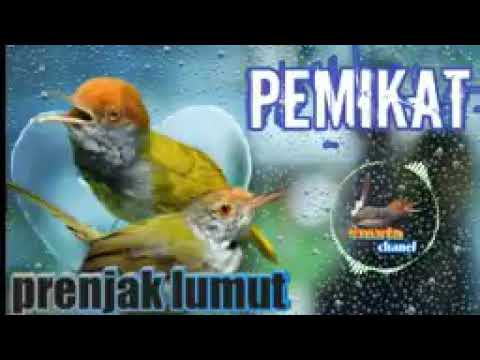 suara burng prenjak lumut ribut