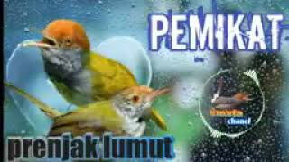 suara burng prenjak lumut ribut