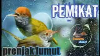 suara burng prenjak lumut ribut