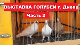 Выставка - ярмарка голубей и декоративных птиц в г. Днепр. Она состоялась 30.10.2022. Часть 2.