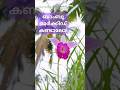 ബാംബൂ ഓർക്കിഡ് കണ്ടാലോ! Bamboo Orchid! #shorts #ytshorts