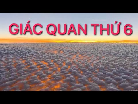 Video: Chó Có Giác Quan Thứ Sáu Giúp Chúng đọc được Tâm Trạng Của Bạn Không?