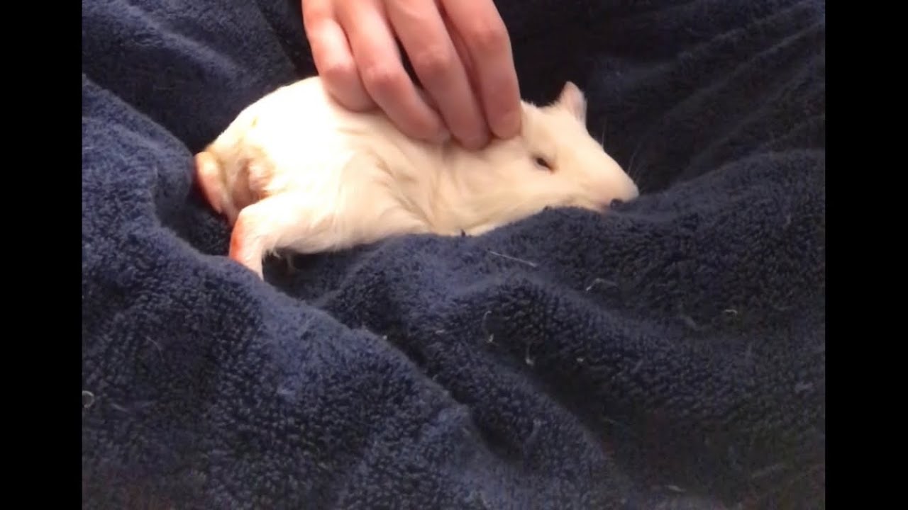Professional massage therapist gives Guinea pig a relaxing massage