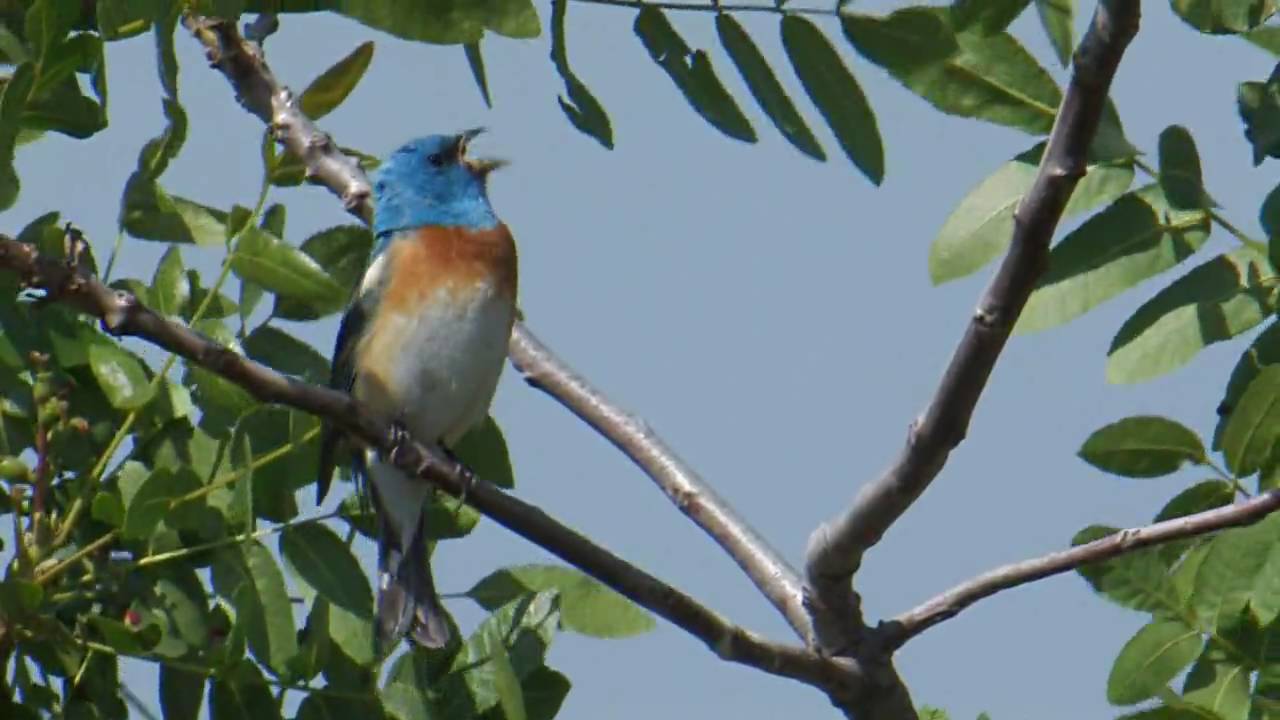 Lazuli Bunting 