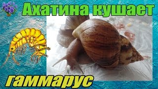Африканская улитка ахатина (Achatina immaculata - Ахатина Иммакулята) кушает гамарус Африканская улитка ахатина (Achatina immaculata - Ахатина Иммакулята) кушает гамарус