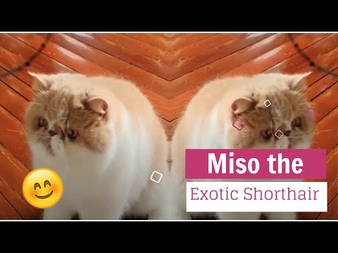 Exotic Shorthair - Funny Cat Playing - Cute Cat Video 🐱💖