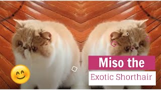 Exotic Shorthair  Funny Cat Playing  Cute Cat Video