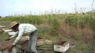 KAMBOJ Bee Farm