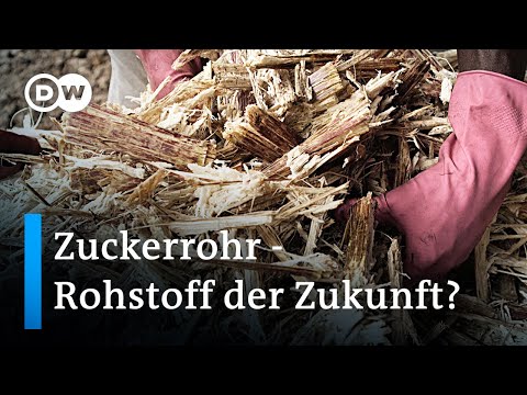 Video: Zuckerrohr-Nährstoffbedarf: Erfahren Sie mehr über die Düngung von Zuckerrohrpflanzen