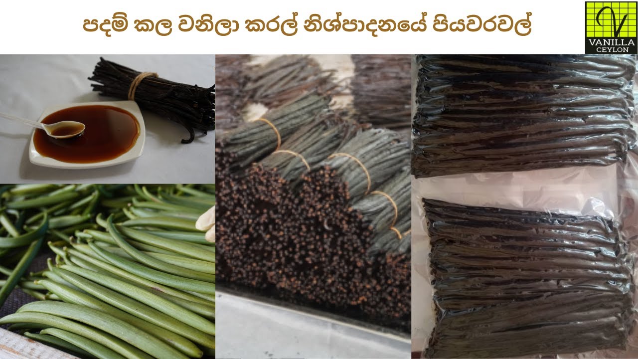 පදම් කල වනිලා කරල් නිශ්පාදනයේ පියවරවල් | වනිලා වගව