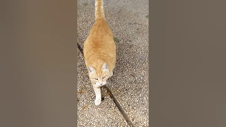 Video 4488911: cat cutecat meow funnycat, cutecat meow funnycats animals, cats funnycats meow cute, cat cutecat meow funny, fat cat, red cat, beautiful pets