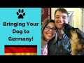 BRINGING YOUR DOG TO GERMANY // PCS overseas with the military