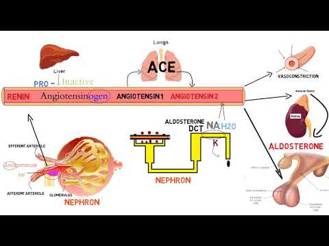 فيديو: ما هو مانع مستقبلات الأنجيوتنسين؟