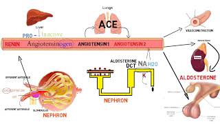 ⭕ شرح مفصل خطوة بخطوة لـ :   Renin Angiotensin Aldosterone System