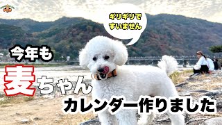 2026年度麦ちゃんカレンダー作りました♪