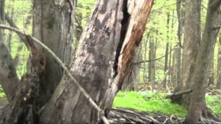 Kayaking the Kalamazoo River - Albion to Marshall, Michigan
