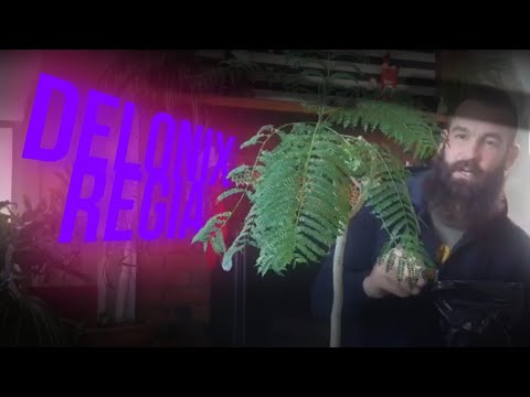 Video: Delonix Flame Tree Care - Wo wachsen Flammenbäume?