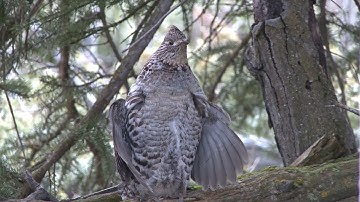 Ruff Grouse Drummer Scout-N-Hunt