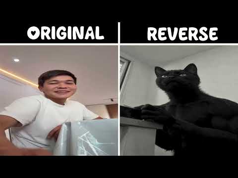 Cat Clapping Original vs Reverse