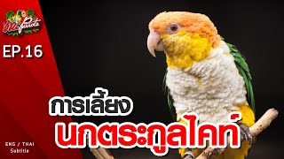 EP16.การเลี้ยงนกตระกูลไคท์ (White billied Caique)