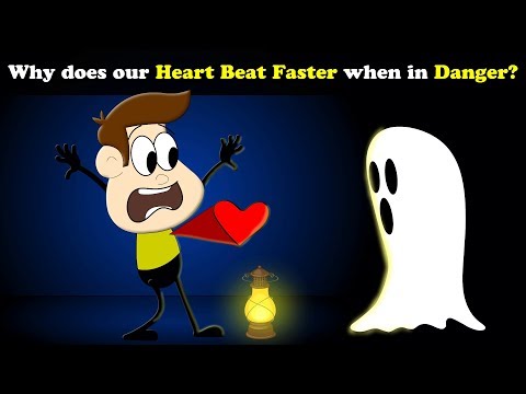 Why does our Heart beat Faster when in Danger? + more videos | aumsum kids education children