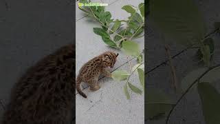 【東山動植物園公式】ツシマヤマネコの赤ちゃん【したる】～日光浴中～葉っぱ編～《 ツシマヤマネコ 》