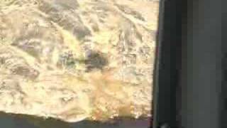 Polar Bear on Killinek