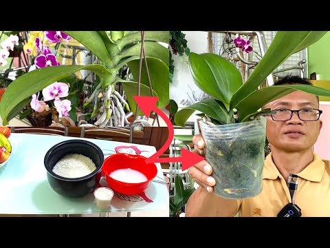 ቪዲዮ: Paphiopedilum Orchid ምንድን ናቸው - የፓፒዮፔዲለም ኦርኪድ ተክል እንዴት እንደሚበቅል